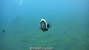 muck diving In Lembeh , nemo ready for attack by Helen Hansen 
